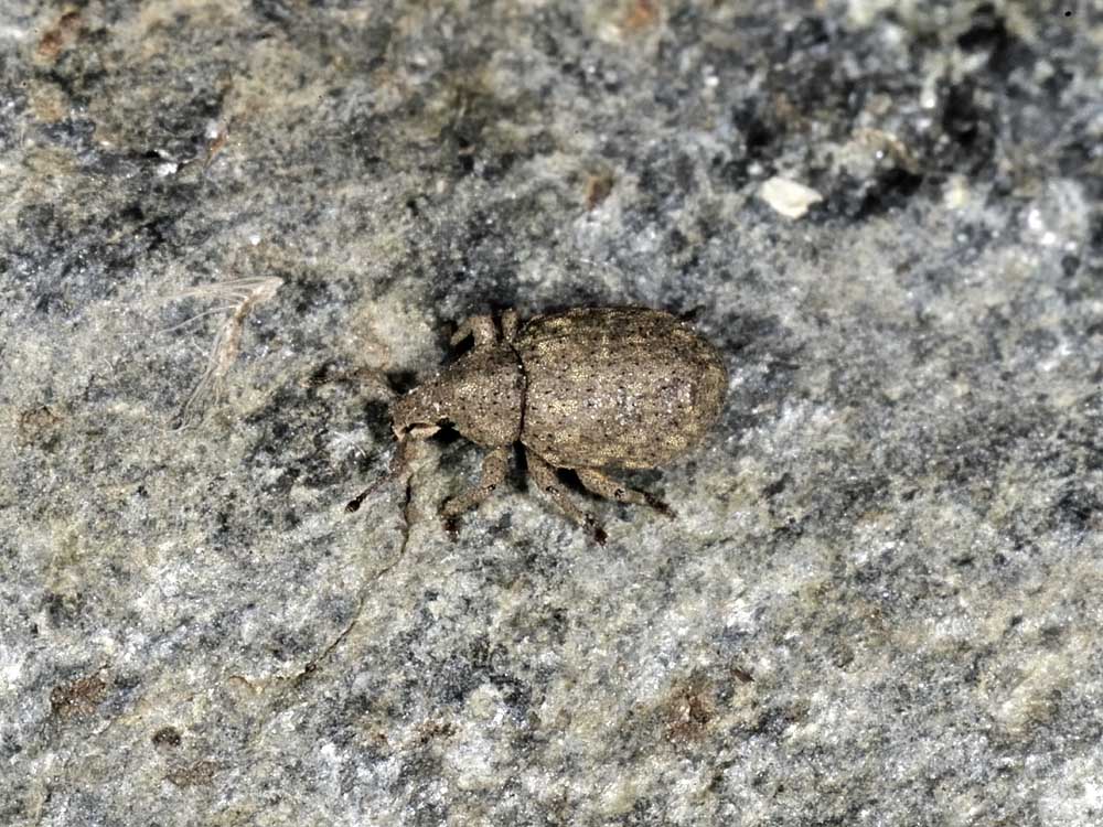 Curculionidae: Romualdius angustisetulus